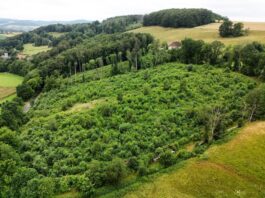 Bienenwald in Extertal-Nösingfeld: Aufforstungen machen Lippe wieder grün