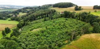 Bienenwald in Extertal-Nösingfeld: Aufforstungen machen Lippe wieder grün