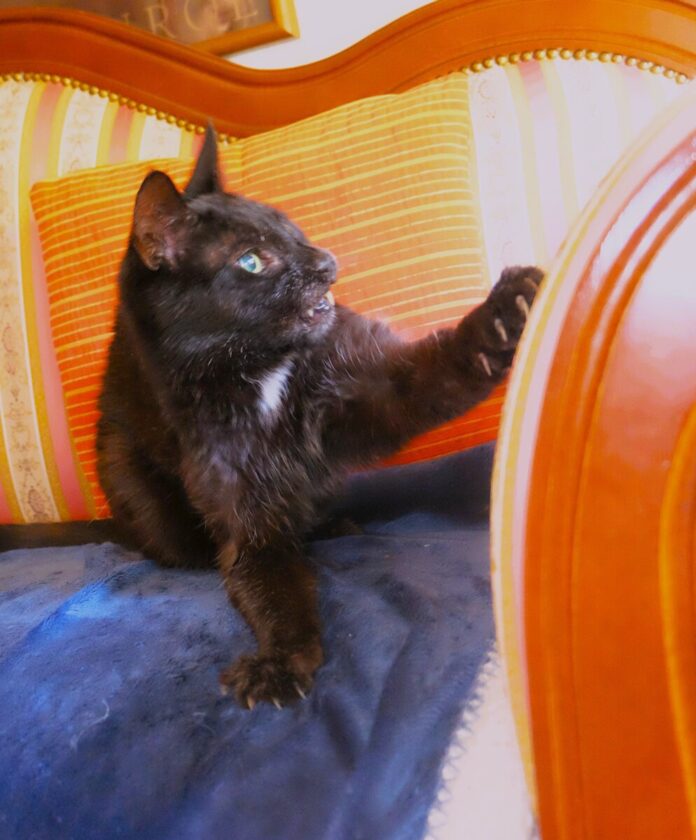 Linkspfotige Katze beim Spiel