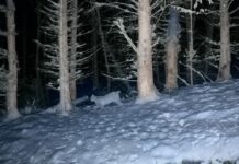 Luchse in Lippe: Drei bestätigte Sichtungen im Norden des Kreises