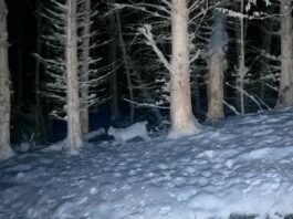 Luchse in Lippe: Drei bestätigte Sichtungen im Norden des Kreises