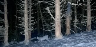 Luchse in Lippe: Drei bestätigte Sichtungen im Norden des Kreises