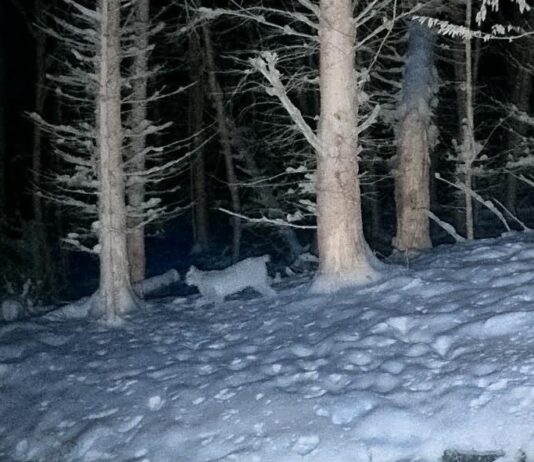 Luchse in Lippe: Drei bestätigte Sichtungen im Norden des Kreises