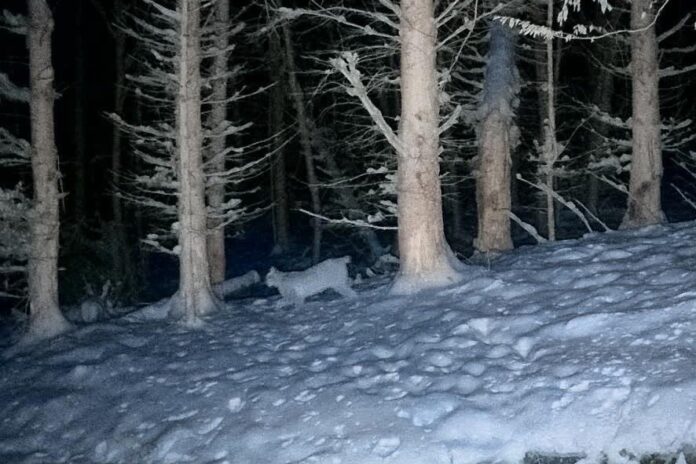 Luchs Wildtierkamera_(c)R_Ortmeier