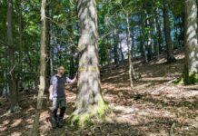 Förderung wertvoller Biotope: Mittelwald bei Extertal-Reine wächst