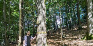 Förderung wertvoller Biotope: Mittelwald bei Extertal-Reine wächst
