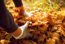 Garten im Herbst: Rückschnitt mit Augenmaß