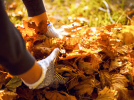 Garten im Herbst: Rückschnitt mit Augenmaß