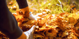 Garten im Herbst: Rückschnitt mit Augenmaß