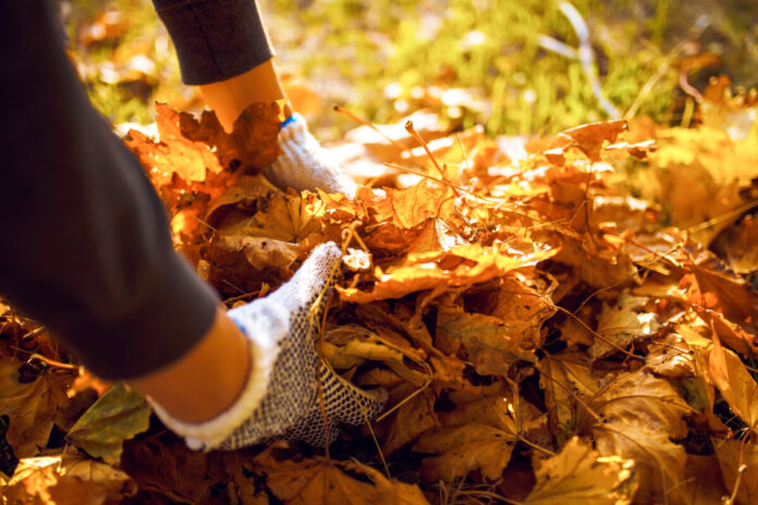 Male hand collects and piles fallen autumn leaves into a big sa