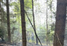 Detmold: Waldbrand in Diestelbruch fordert Feuerwehr mehrere Stunden
