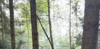Detmold: Waldbrand in Diestelbruch fordert Feuerwehr mehrere Stunden