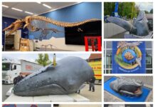 Neue Sonderausstellung: Lippisches Landesmuseum zeigt „Walheimat Urmeer“