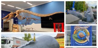 Neue Sonderausstellung: Lippisches Landesmuseum zeigt „Walheimat Urmeer“