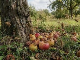 Kreis Lippe: Erntezeit auf Streuobstwiesen abgeschlossen