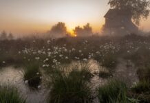 Neue Ausstellung in Bad Salzuflen: Fotografien zeigen heimische Natur im Wandel