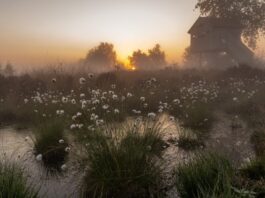 Neue Ausstellung in Bad Salzuflen: Fotografien zeigen heimische Natur im Wandel