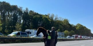Tierischer „Geisterfahrer“ auf A2: Entlaufenes Pferd sorgt bei Oelde für Vollsperrung