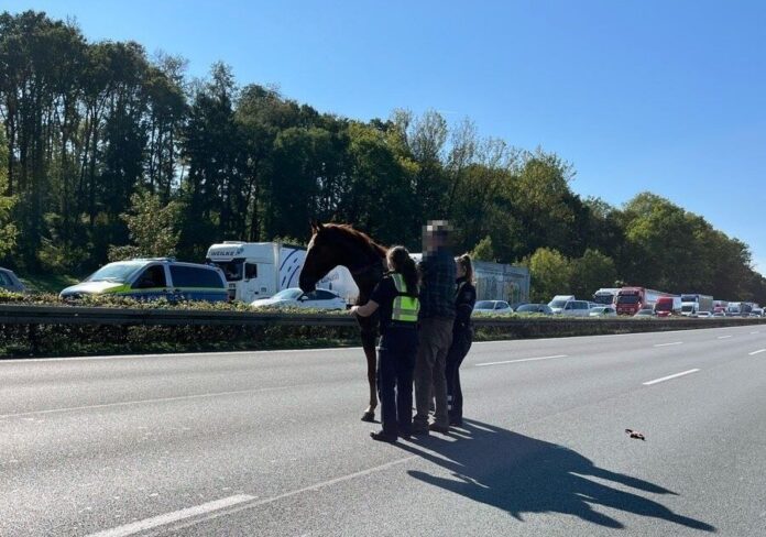 Pferd auf der Autobahn
